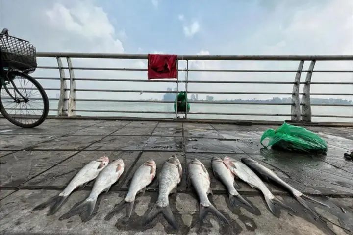 Tại Sao Cá Hồ Tây Chết