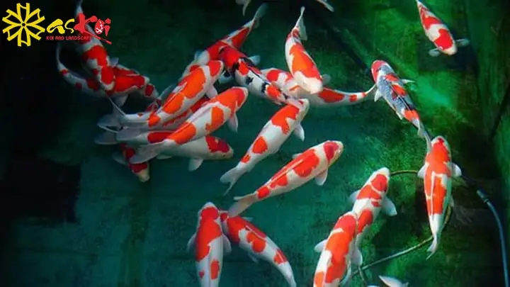 Tại Sao Cá Koi Lại Mắc