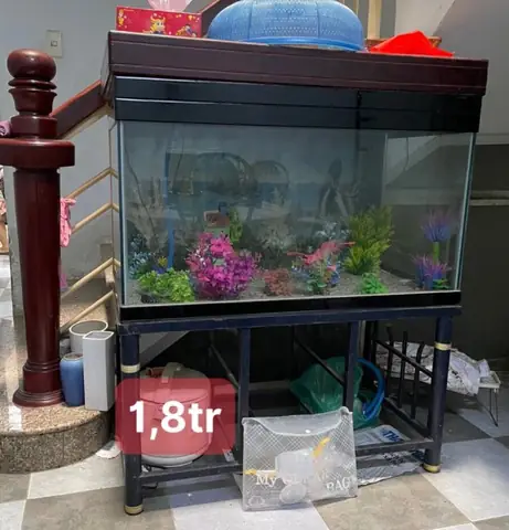 Thanh Lý Bể Cá Thủy Sinh