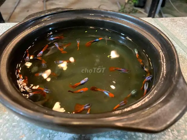 Thanh Lý Cá 7 Màu