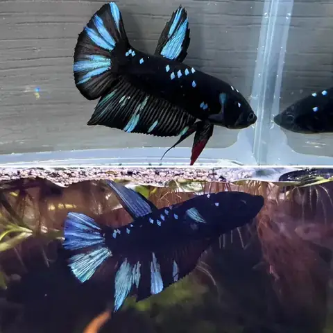 Thay Nước Cá Betta Thay Nước Cá Betta