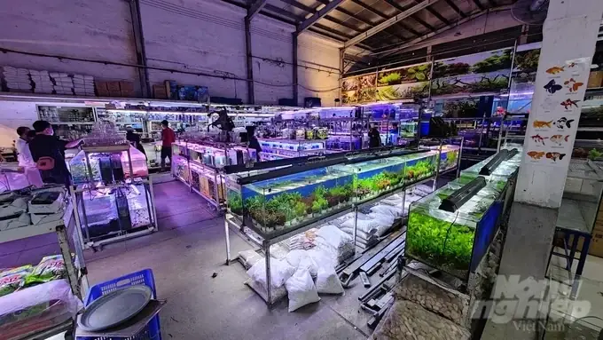 Thị Trường Cá Giống