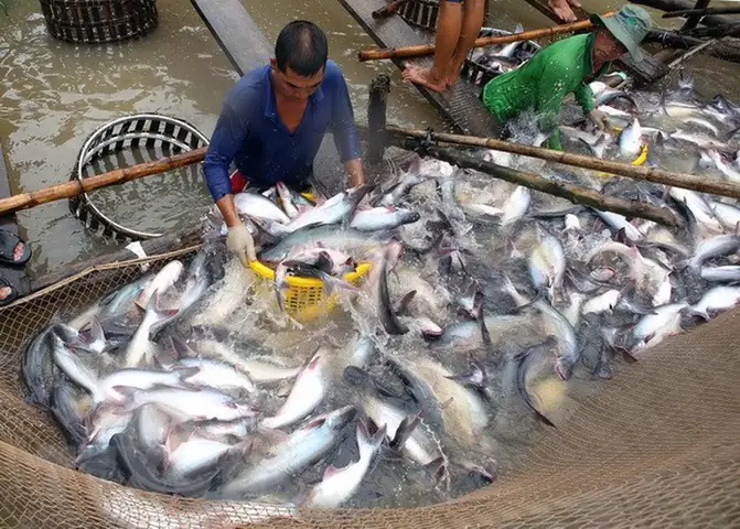Thị Trường Cá Tra Giống Hiện Nay