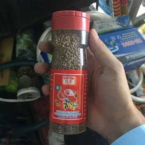 Thời Gian Cho Cá Cảnh Ăn