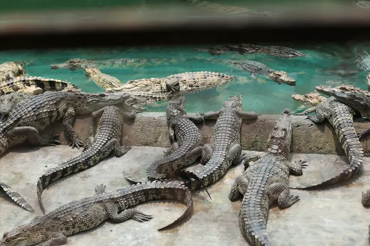 Thời Gian Nuôi Cá Sấu