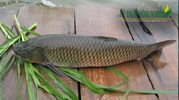 Thời Gian Nuôi Cá Trắm Cỏ