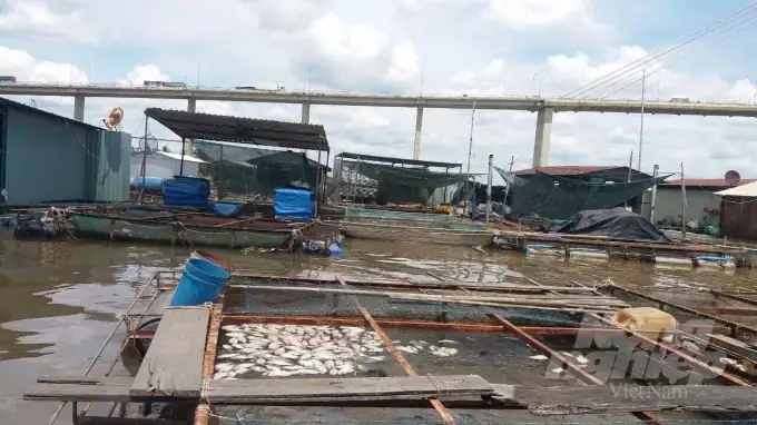 Thời Gian Thả Cá Giống