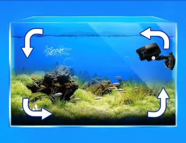 Thổi Luồng Hồ Cá Rồng
