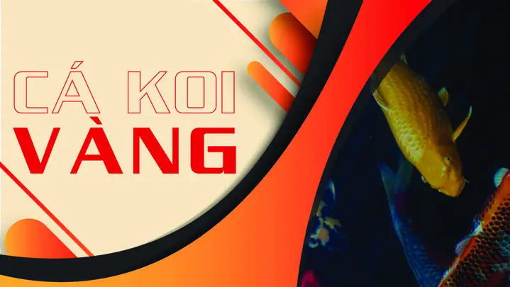 Thông Tin Về Cá Koi