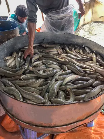 Thu Hoạch Cá Lóc