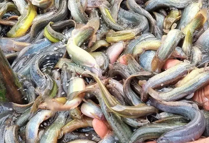 Thu Mua Cá Chình Thương Phẩm