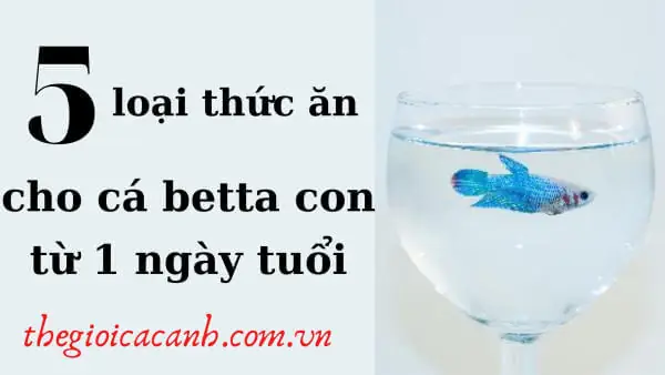 Thức An Cho Cá Betta Con