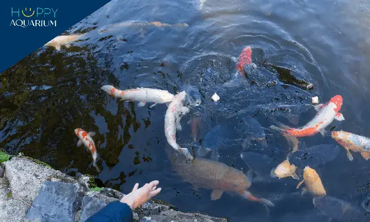 Thức Ăn Cho Cá Koi Tốt Nhất