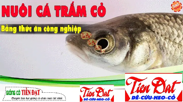 Thức Ăn Công Nghiệp Cho Cá Trắm Cỏ