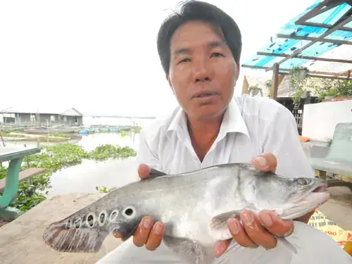 Thức Ăn Của Cá Thác Lác