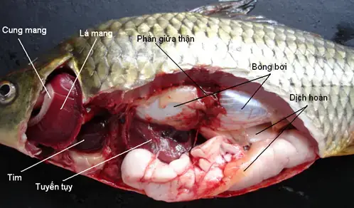 Thực Hành Mổ Cá Chép