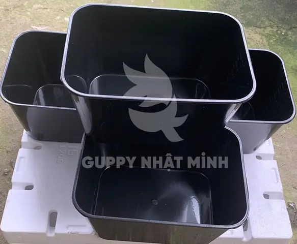 Thùng Nhựa Nuôi Cá Bảy Màu