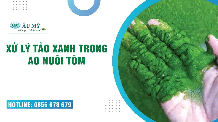 Thuốc Diệt Tảo Xanh Ao Cá
