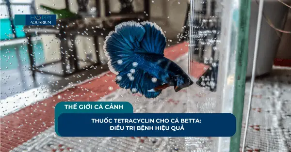 Thuốc Tetracyclin Cho Cá Betta