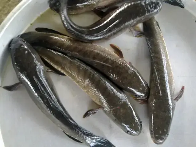 Thương Lái Mua Cá Lóc