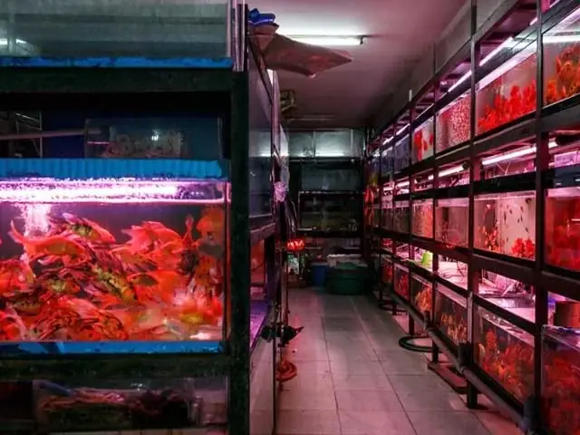 Tiệm Cá Cảnh Thủ Đức