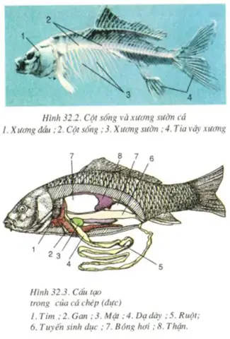 Tim Cá Nằm Ở Đâu