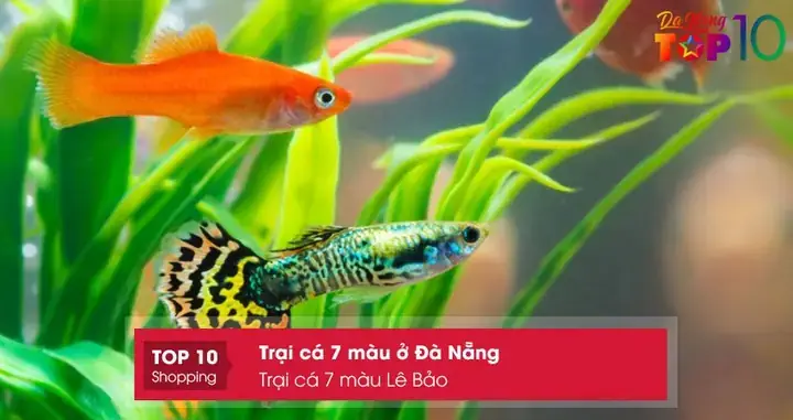 Trại Cá 7 Màu Ở Đà Nẵng
