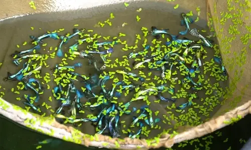 Trại Cá Bảy Màu Giống