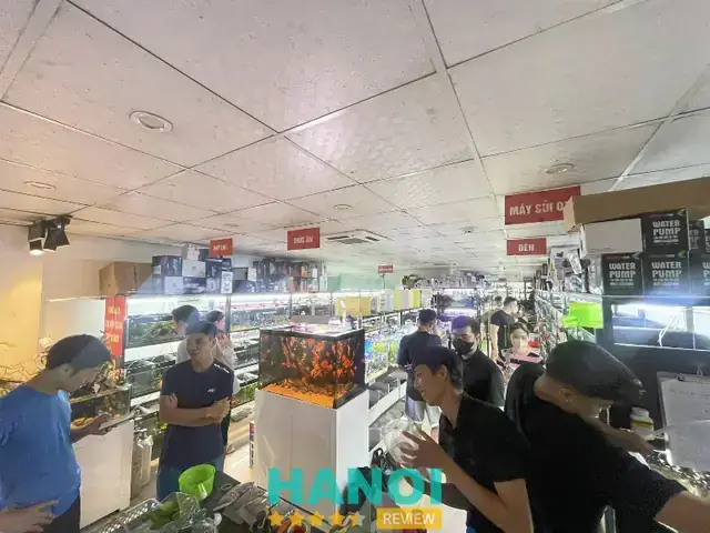 Trại Cá Betta Hà Nội