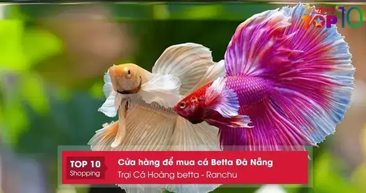 Trại Cá Betta Halfmoon