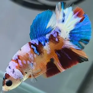 Trại Cá Betta Tây Ninh