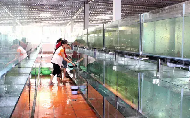 Trại Cá Cảnh Ở Củ Chi