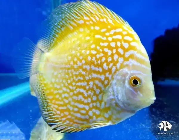 Trại Cá Dĩa Đà Nẵng
