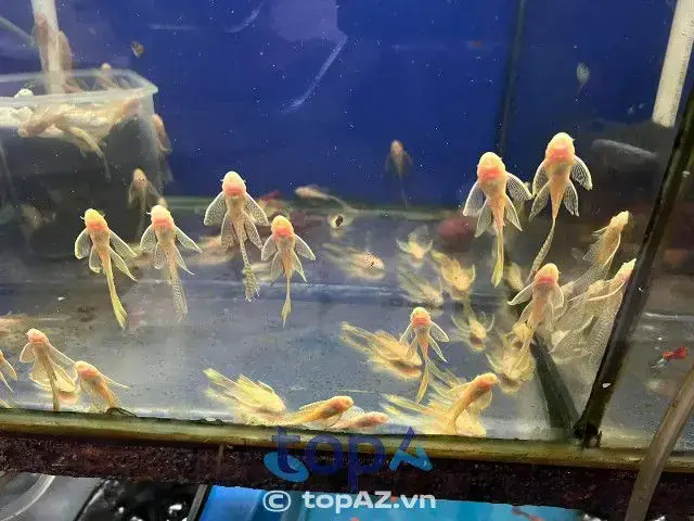 Trại Cá Diamond Da