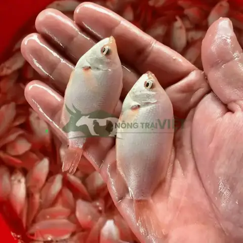 Trại Cá Giống Bắc Giang