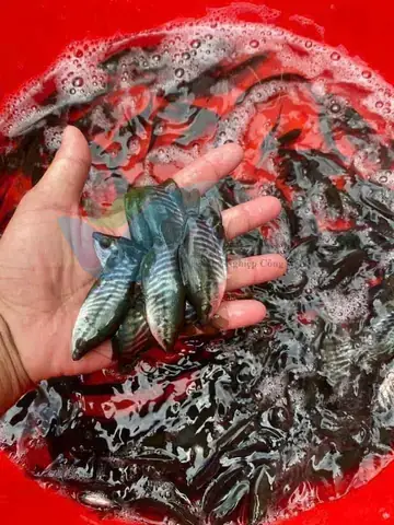 Trại Cá Giống Ở Bà Rịa Vũng Tàu