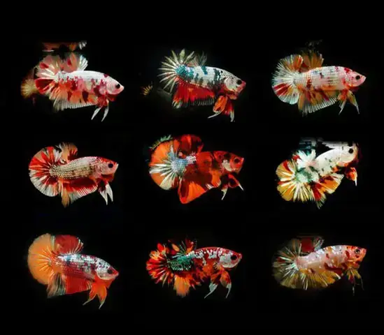 Trại Cá Giống Ở Thủ Đức