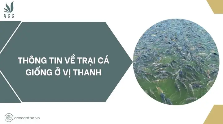 Trại Cá Giống Ở Vị Thanh