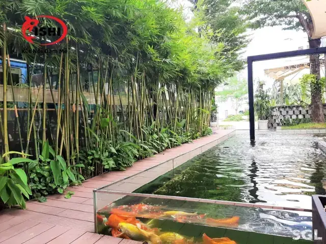 Trại Cá Koi Giống Đồng Nai