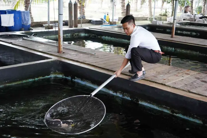 Trại Cá Koi Hải Thanh