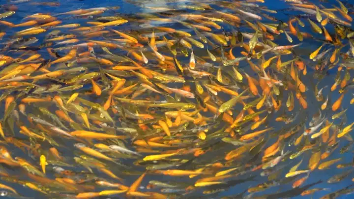 Trại Cá Koi Miền Tây