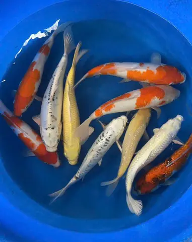 Trại Cá Koi Sài Gòn