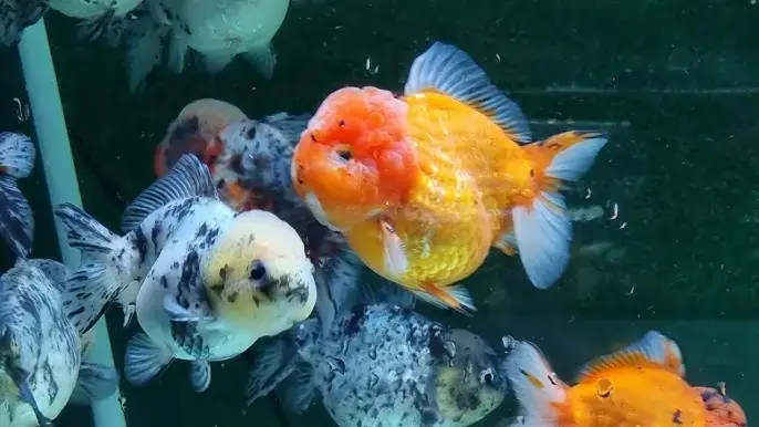 Trại Cá Ranchu Ở Tphcm
