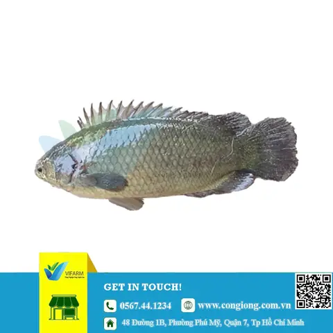 Trại Cá Rô Đồng