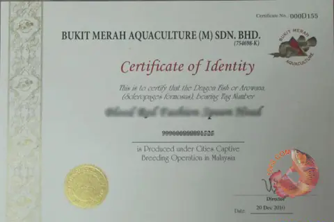Trại Cá Rồng Bukit Merah