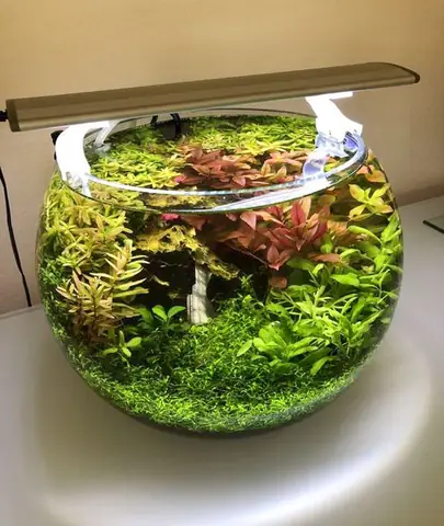 Trang Trí Hồ Cá Tròn