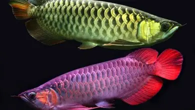 Trao Đổi Cá Rồng