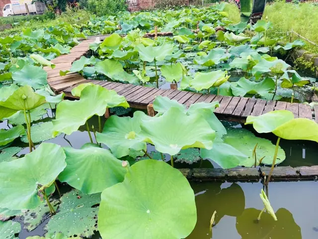 Trồng Sen Trong Ao Cá