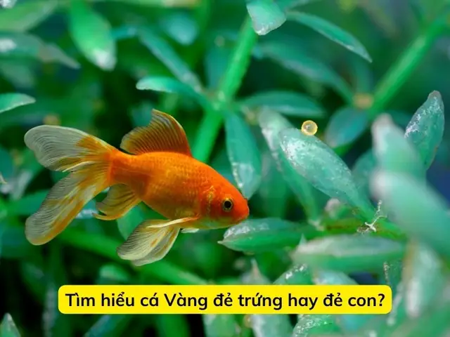 Trứng Cá 3 Đuôi