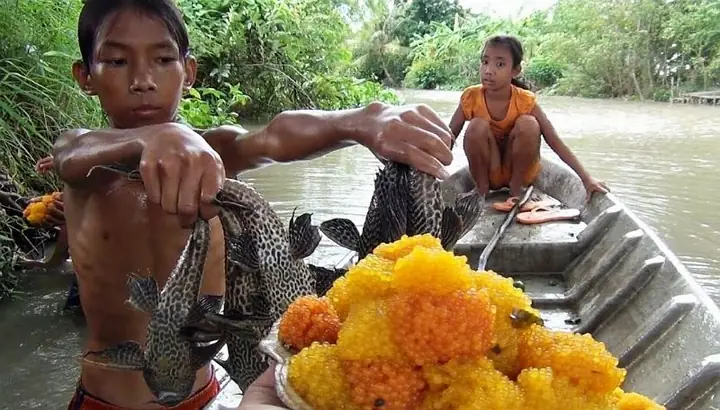 Trứng Cá Tỳ Bà